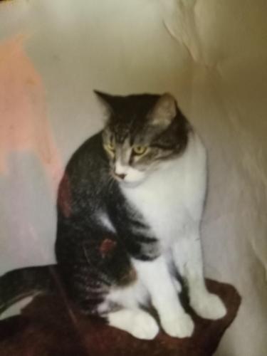 Lost Male Cat last seen Colledgeave by  depot in Fort collins, Fort Collins, CO 80526