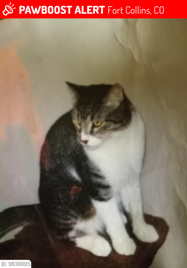 Lost Male Cat last seen Colledgeave by  depot in Fort collins, Fort Collins, CO 80526
