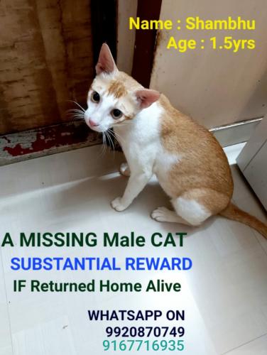 Lost Male Cat last seen Ganesh Nagar, near Ganpati Temple, Bhandup West , Mumbai, MH 400078