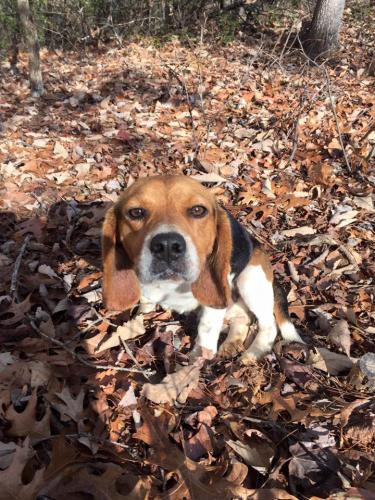 Lost Male Dog last seen Thompson Ridge Rd., Ferrum, VA , Franklin County, VA 24088