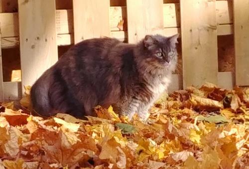 Lost Female Cat last seen Stouffville rd and Kennedy,  horse paddocks outside, back yards on stouffville South side, Whitchurch-Stouffville, ON 