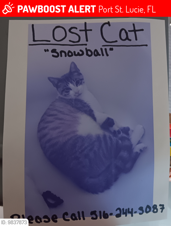 Lost Male Cat last seen Prima vista, Port St. Lucie, FL 34983