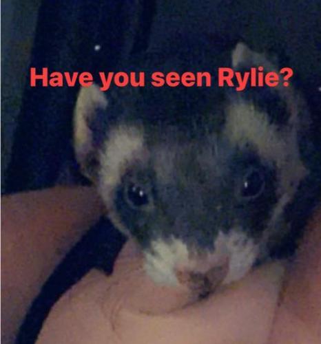 Lost Male Ferret last seen 35th Ave & Orchid Ln (Between Northern and Dunlap) , Phoenix, AZ 85051