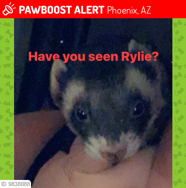 Lost Male Ferret last seen 35th Ave & Orchid Ln (Between Northern and Dunlap) , Phoenix, AZ 85051