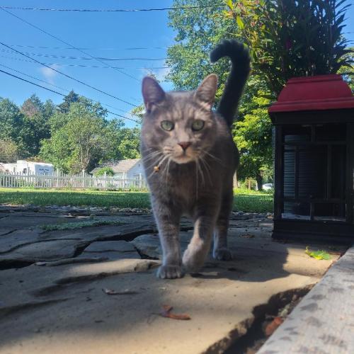 Lost Male Cat last seen Wortman rd and Amwell rd, Franklin Township, NJ 08873