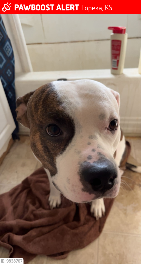 Lost Male Dog last seen Old prairie town, Topeka, KS 66603