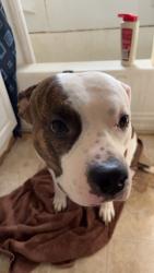 Lost Male Dog last seen Old prairie town, Topeka, KS 66603