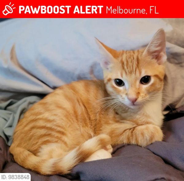 Lost Male Cat last seen Last Seen around 10p in Fountainheaad neighborhood, Wright Ct, Melbourne, FL 32935