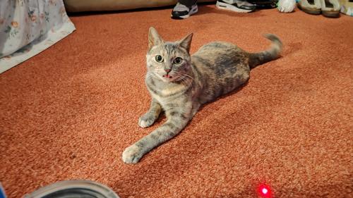 Lost Female Cat last seen 44th St and Division, Grand Rapids, MI 49548