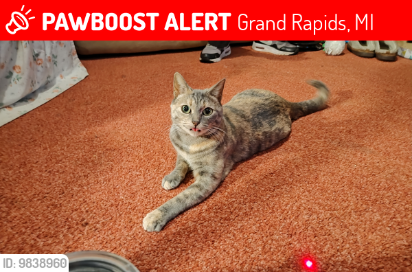 Lost Female Cat last seen 44th St and Division, Grand Rapids, MI 49548