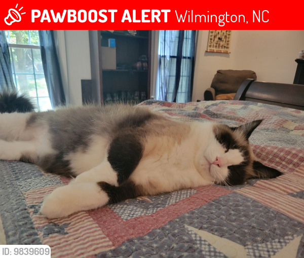 Lost Male Cat last seen Gordon Rd, Wilmington, NC 28405