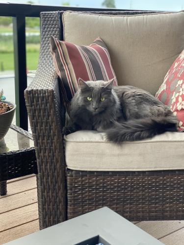 Lost Male Cat last seen Trent and Campbell- woodland hill ests, Spokane County, WA 99027