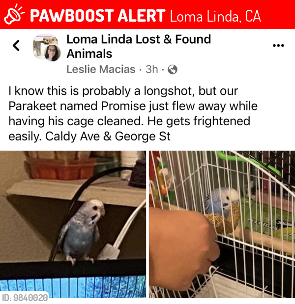 Lost Unknown Bird last seen Call D Ave., and George near Bryn Mawr elementary, Loma Linda, CA 92354