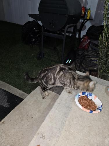 Found/Stray Unknown Cat last seen Just east of Parsons on Kossuth, Columbus, OH 43206