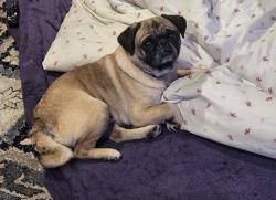 Reunited Male Dog last seen Pine St, Modesto, CA 95351, USA, Modesto, CA 95351