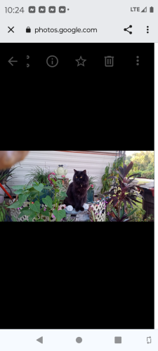 Lost Male Cat last seen Arrow head rv park / blitchton rd, Ocala, FL 34482