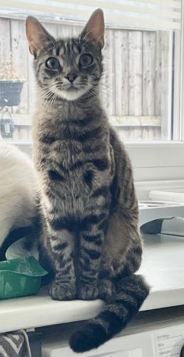 Lost Male Cat last seen Middlesbrough, Middlesbrough, England TS5