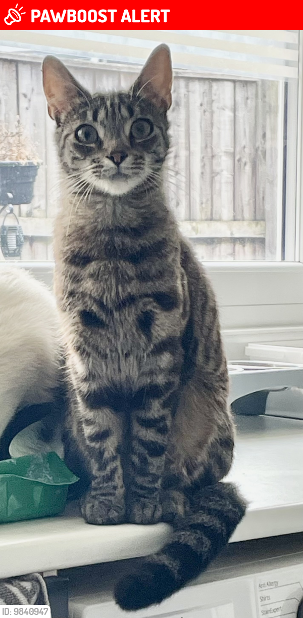 Lost Male Cat last seen Middlesbrough, Middlesbrough, England TS5