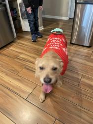 Lost Male Dog last seen Hwy 6 and NE Old Blue Springs Rd Lee, FL, Lee, FL 32059