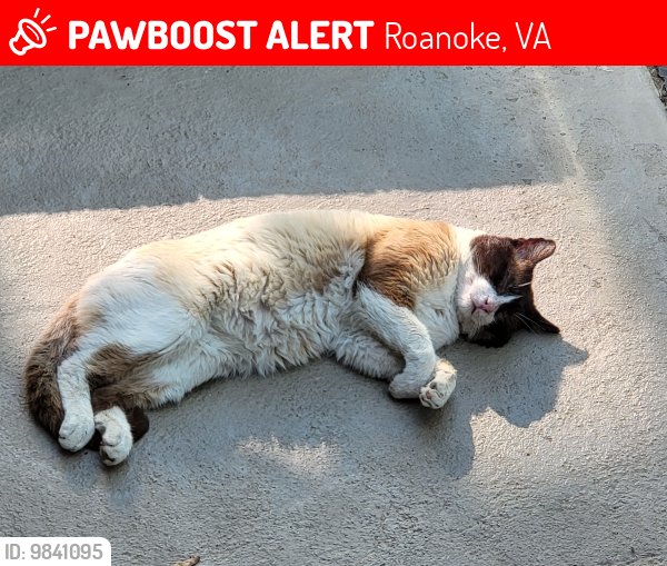 Lost Male Cat last seen Near Kenwood Blvd Se , Roanoke, VA 24013