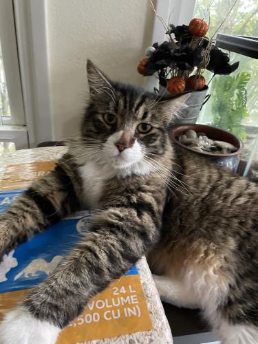Lost Male Cat last seen Terwilliger and Barber, Portland, OR 97219