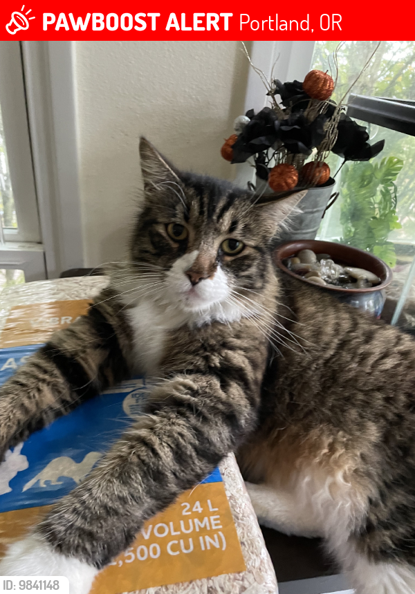 Lost Male Cat last seen Terwilliger and Barber, Portland, OR 97219