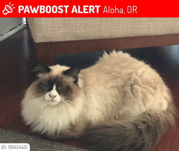 Lost Male Cat last seen Sw 187th Ave and Sandra Lane, Aloha, OR 97003