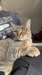 Reunited Female Cat last seen Grandveiw neighborhood, Roscoe, IL 61073