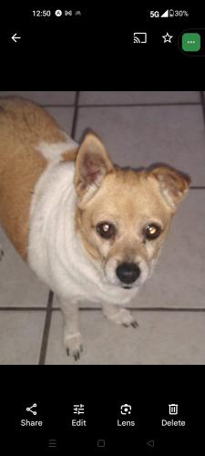Lost Female Dog last seen Custer circle and Dalton drive Orange Park FL , Orange Park, FL 32073