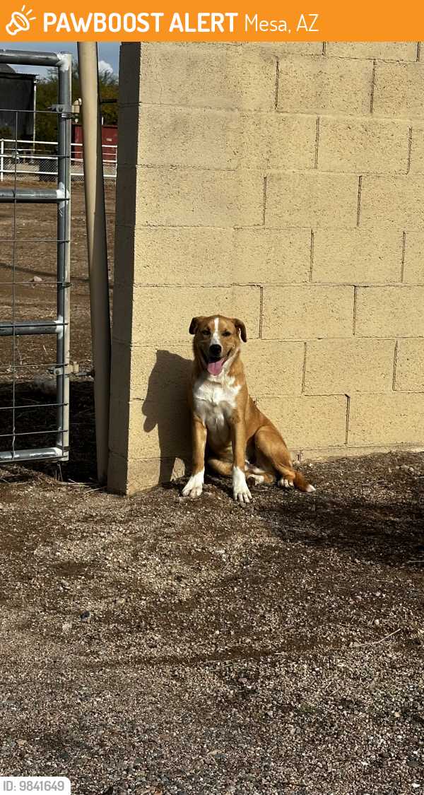 Mesa, AZ Stray Male Dog Found Near North crismon and east quarterline