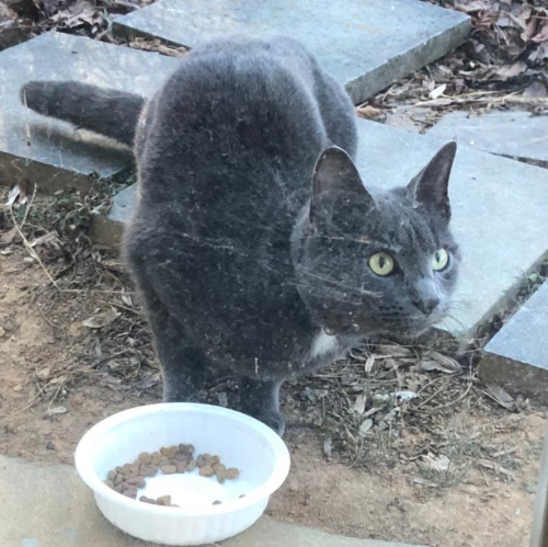 Lost Male Cat last seen Livingston and Deerwood (Deerwood Village area), Charlottesville, VA, Charlottesville, VA 22911
