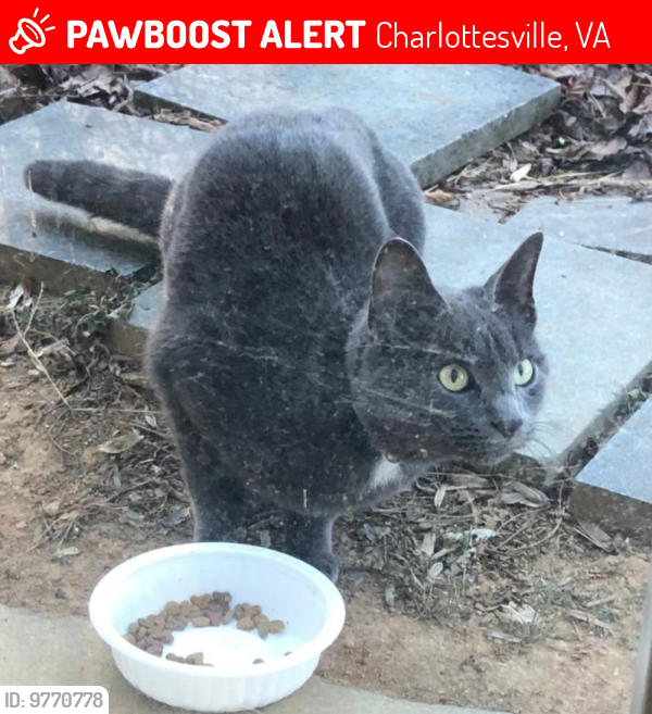 Lost Male Cat last seen Livingston and Deerwood (Deerwood Village area), Charlottesville, VA, Charlottesville, VA 22911