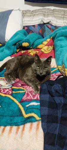 Lost Male Cat last seen Near E. Spokane Falls Boulevard, Spokane, WA 99202