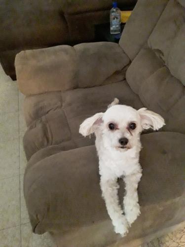 Lost Female Dog last seen Casa Oro/ Casa Alto/ Chapala Way/ Casa Bello , San Antonio, TX 78233