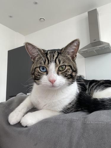 Lost Male Cat last seen Clay lane just off the A54, near the Whitegate Way, Marton, England CW7 2QH