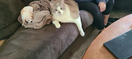 Lost Male Cat last seen Near valley junction , West Des Moines, IA 50265
