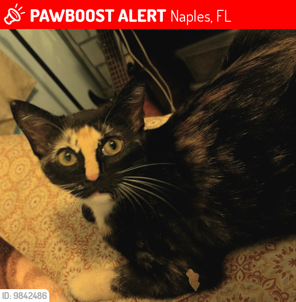 Lost Female Cat last seen Martin st , Naples, FL 34113