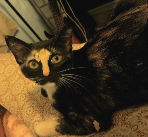 Lost Female Cat last seen Martin st , Naples, FL 34113