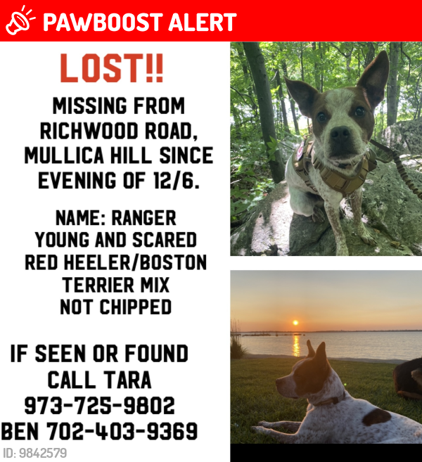 Lost Male Dog last seen Richwood road , Harrison Township, NJ 08062