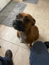 Lost Male Dog last seen Lariat Lane, Victoria, TX 77901