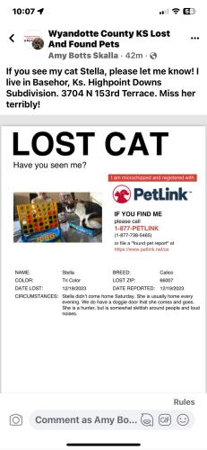 Lost Female Cat last seen 155th and meyer road, Basehor, KS 66007