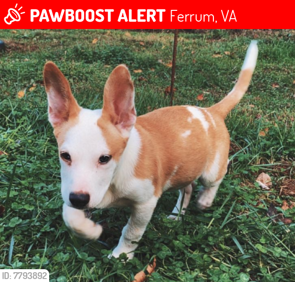Lost Male Dog last seen Near Beards Creek Rd Ferrum, VA 24088, Ferrum, VA 24088