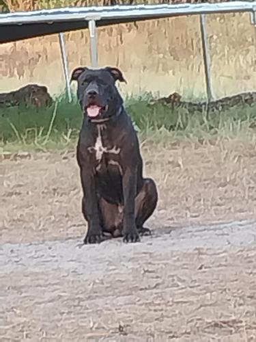 Lost Male Dog last seen Fm 485, Hearne, TX 77859