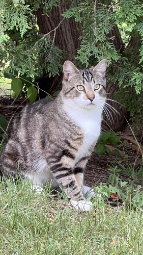 Lost Male Cat last seen Alpine st , Stamford, CT 06905