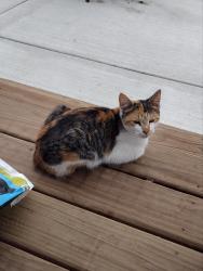 Lost Female Cat last seen Bethel Church Rd and Schneider Rd, Manchester, MI 48158