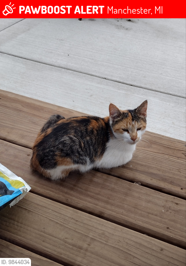 Lost Female Cat last seen Bethel Church Rd and Schneider Rd, Manchester, MI 48158