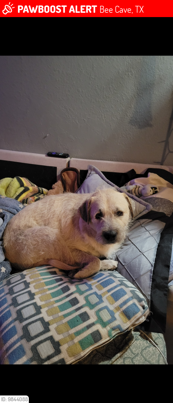 Lost Male Dog last seen Hwy 71 and beecave parkway , Bee Cave, TX 78738