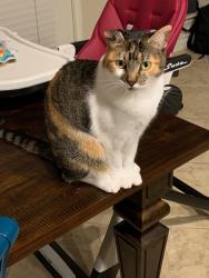 Lost Female Cat last seen Morton Rd and E Elm Cir, Katy, TX 77493