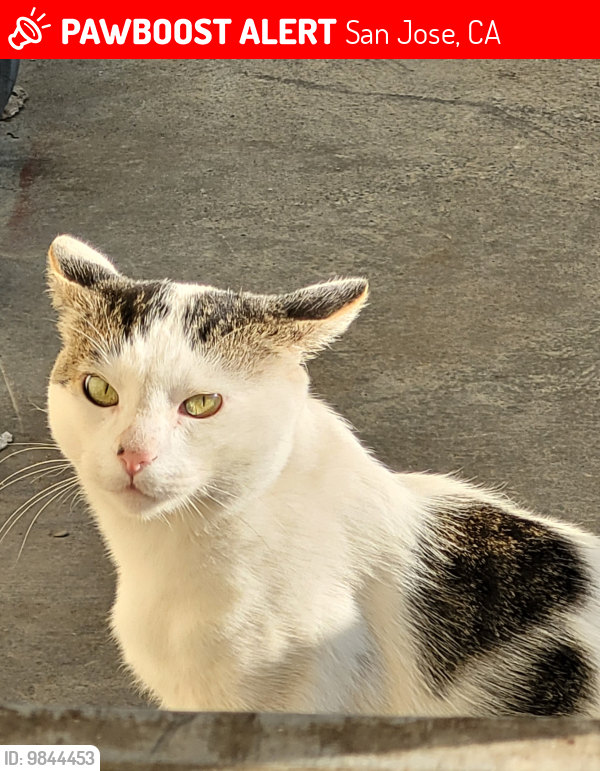 Lost Male Cat last seen Near Gold Street, Alviso, San Jose, CA 95002