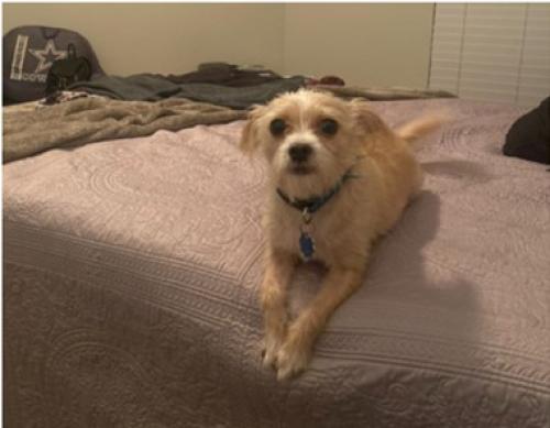 Lost Male Dog last seen E LAS COLINAS BLVD @ Pevy Event Park, Irving, TX 75039